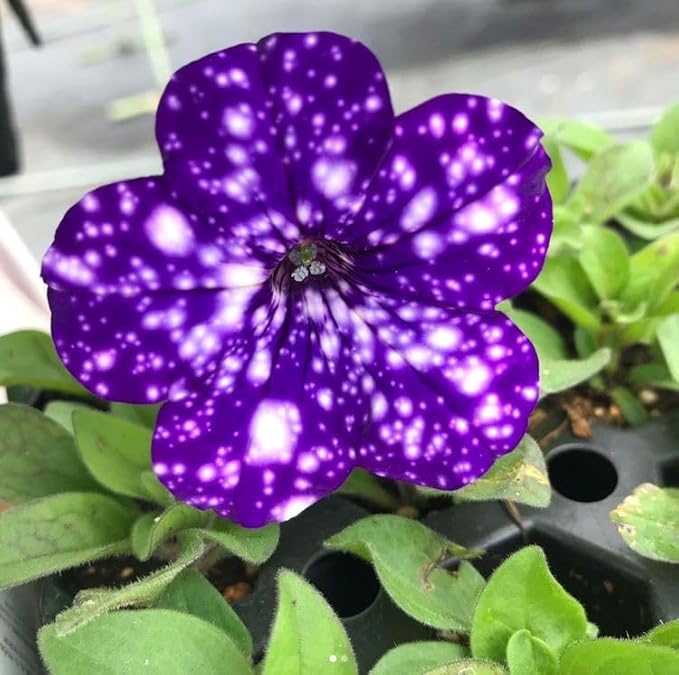 Dotted Violet Petunia Flower Seeds for Planting - Heirloom, NON-GMO, Easy to Grow Garden Blooms